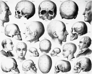 Human Skull Anatomy Drucke: Various Skull Forms