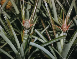 Agriculture Images Drucke: View of Pineapple Bloom