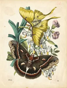 Butterflies