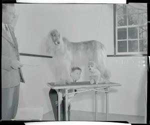 Vintage Animal Photos Drucke: Young People Looking at Two Dogs
