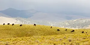 Yellowstone Bison Drucke: Bison herd in Lamar Valley