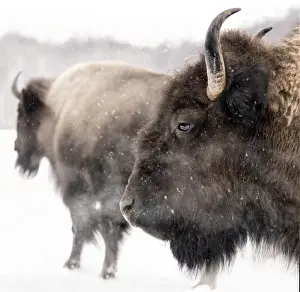 Bison Drucke: Rindern im Winter