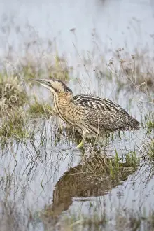 Animal Photography Outdoors Drucke: Bittern -Botaurus stellaris- in the water