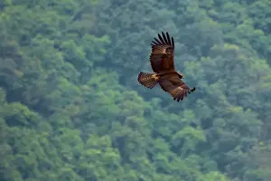 Western Ghats Wildlife Drucke: Black Eagle
