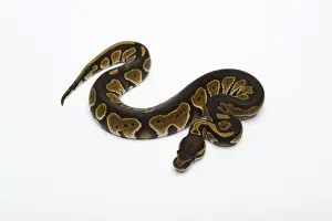 Drucke von Schwarzes Gesichts-Doppel-Het-Albino-Gehirn-Ball-Python oder Königspython, weiblich Python Drucke: Schwarzes Kopf-Doppel-Het-Albino-Ghost-Ball-Python oder Königssnake, weiblich