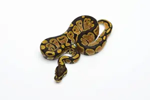 Drucke von Schwarzes Kopfspinne der Albinos möglich, das Phantom-Ball-Python oder Königspython (Python regius), weiblich Python Drucke: Schwarzes Kopfspinne, der Albinospinne