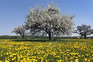 Spring Meadow Landscape Drucke: Blooming apple tree on a spring meadow