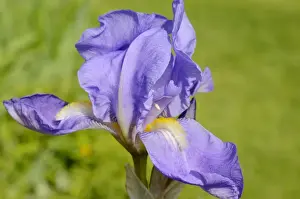 Blauer Iris-Elaterbarbe Blume, Hybride