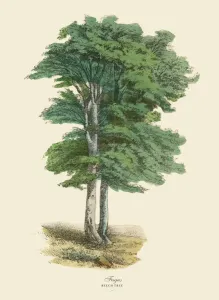 Fichte oder Fagus, Viktorianische Blumenillustration