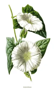Retro Styled Botanicals Drucke: Bindweed