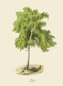 Eichebaum oder Betula, Viktorianische Pflanzenillustration
