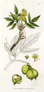 Herbal Medicine Illustration Drucke: Bladdernut tree