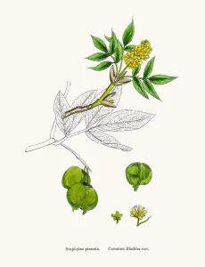 Antique Botanical Illustration Drucke: Bladdernut tree branch
