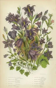 Blumenkohlblume, Klettern von Efeu, Laubhaften Wachstum mit einer Viktorianischen Blütenmalerei
