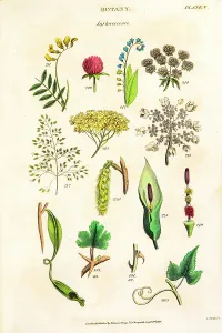 Botanical Illustrations 19th Century Drucke: Botanical Linnean classification, 19th century illustration