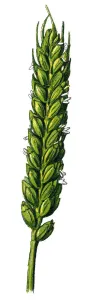 Retro Botanical Illustrations Drucke: bread wheat