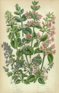 Katzenminze, Katzenkraut, Efeu, Raupenfusskraut, Calamintha, Thymian, Basilikum, Viktorianische botanische Illustration