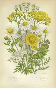 Botanisch Drucke: Kamille , Echinacea , Melilotta