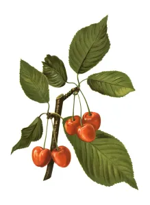 cherry