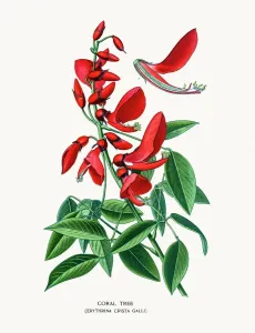 Botanisch Drucke: Kokospfirschkorallenbaum