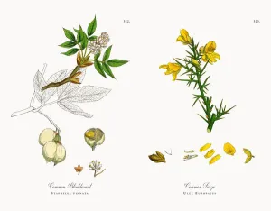 Antique Hand Colored Prints Drucke: Common Bladdernut, Staphylea pinnata, Victorian Botanical Illustration, 1863
