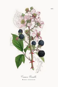 Digitally Restored Prints Drucke: Common Bramble, Rubus discolor, Victorian Botanical Illustration, 1863