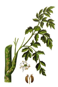 Königsknabber (Conium maculatum), der Schafgarbe oder Giftschafgarbe