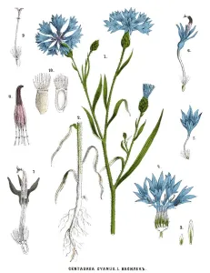 Retro Botanical Illustrations Drucke: cornflower