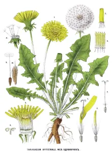 Botanisch Drucke: dandelion