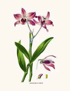 Dendrobium