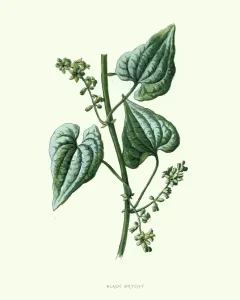 Drucke von Ein altes Holzschnitt von Dioscorea communis ist eine Art der Blütenpflanze innerhalb der Familie Dioscoreaceae und wird häufig als schwarzer Weinberg, Lady S-Seil oder schwarzem Bindenwurzel bekannt Botanische Drucke: Dioscorea communis, schwarzer Weinbergschlangenbeerenblütendruck