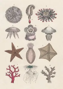 Botanische Illustrationen Drucke: Echinodermen, Quallen und Cnidarien, hand-kolorierter Lithographie, veröffentlicht 1880.