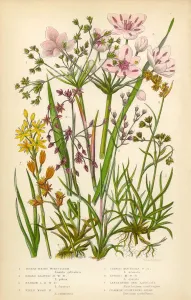 Drucke von Sehr Seltenes Schön illustriertes Antikes Eingeschlagenes Blütenwachstum von Juncus Effusus, Rush, Juncaceae, Feldröschen Seltene & Schöne Antike, Digital Restaurierte Kunstillustrationen Aus Diesem 1846 Veröffentlichten Buch Drucke: Blütendrüsenfarn (Juncus effuss)
