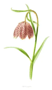 Fritillary