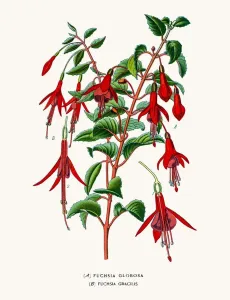 Fine Lithograph For Sale Drucke: Fuchsia flowes