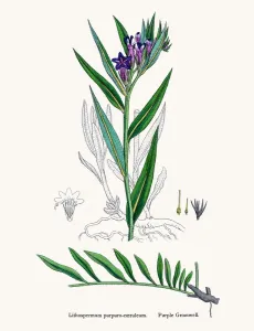 Gerahmter Druck : Gromwellsblume