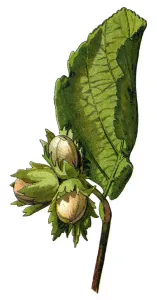 Retro Botanical Illustrations Drucke: hazelnut