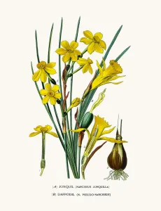 Jonquille und Narzissus, Tulpe