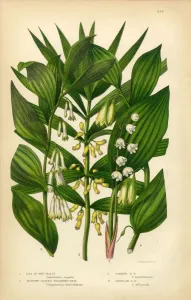 Lilien der Walpurgisnacht, Solanumsiegel, Viktorianische Pflanzengrafik