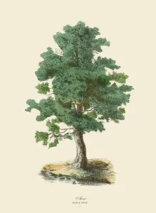 Kiefernbäume oder Acer, Viktorianische Blumenillustration