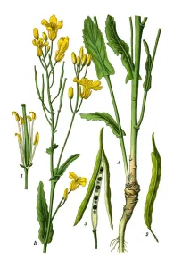 Rapeseed