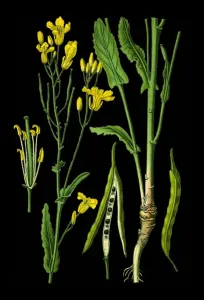 Rapeseed