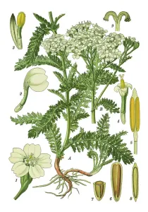 Botanisch Drucke: yarrow