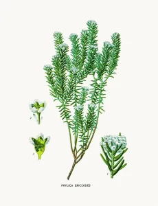 Botanical Illustrations Online Drucke: Myrtle plant