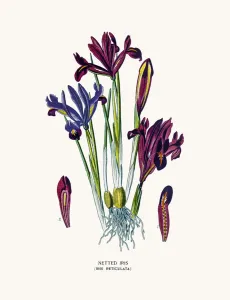 Gefärbte Irissenblume