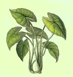 Alte gravierte Illustration von Botanik, Taro, Kalo oder Godere (Colocasia esculenta).