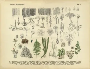 Pflanzenanatomie, Viktorianische Blumenillustration