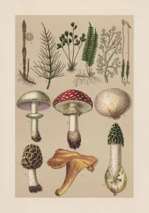 Pflanzen (Cryptogamae), Chromolithografie, veröffentlicht im Jahr 1889