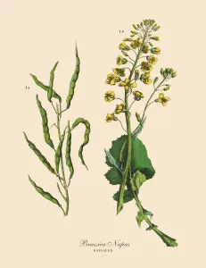 Botanisch Drucke: Raps, Wurzelgemüse und Gemüse, Viktorianische Blumenillustration
