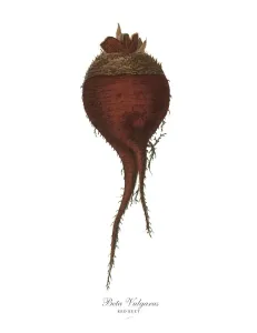 Rotbeet, Wurzelgemüse und Gemüse, Viktorianische Blumenillustration